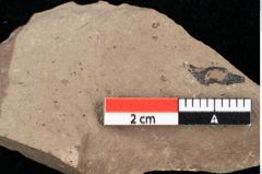 Foto (Detailansicht) von Glyptostrobus europaeus Brongniart (NHMW-GEO-2024-0188-0172)